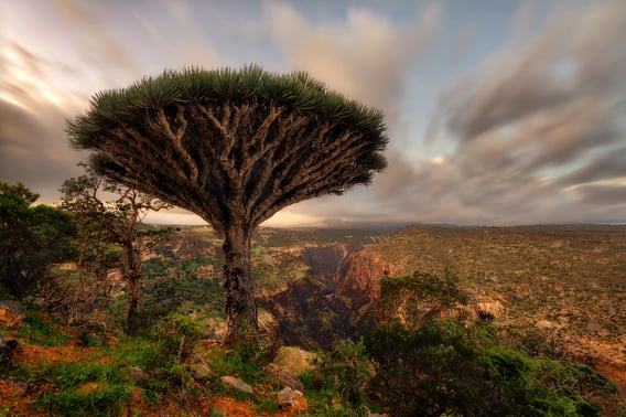 Socotra Island