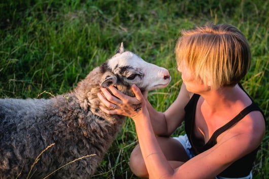 close-up-woman-petting-sheep